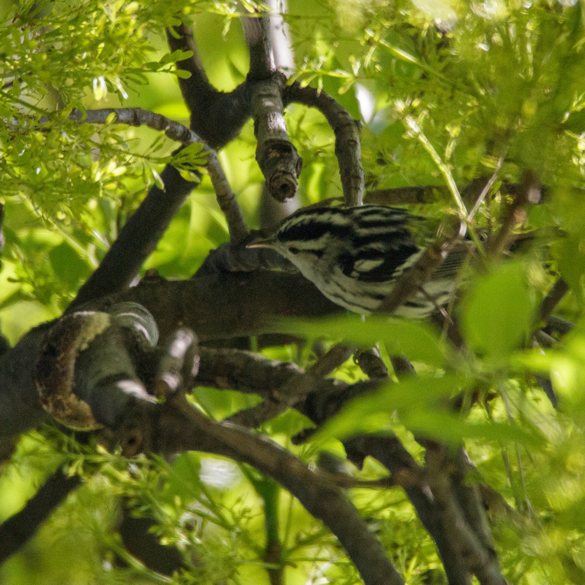 Black-and-white Warbler - ML536082241