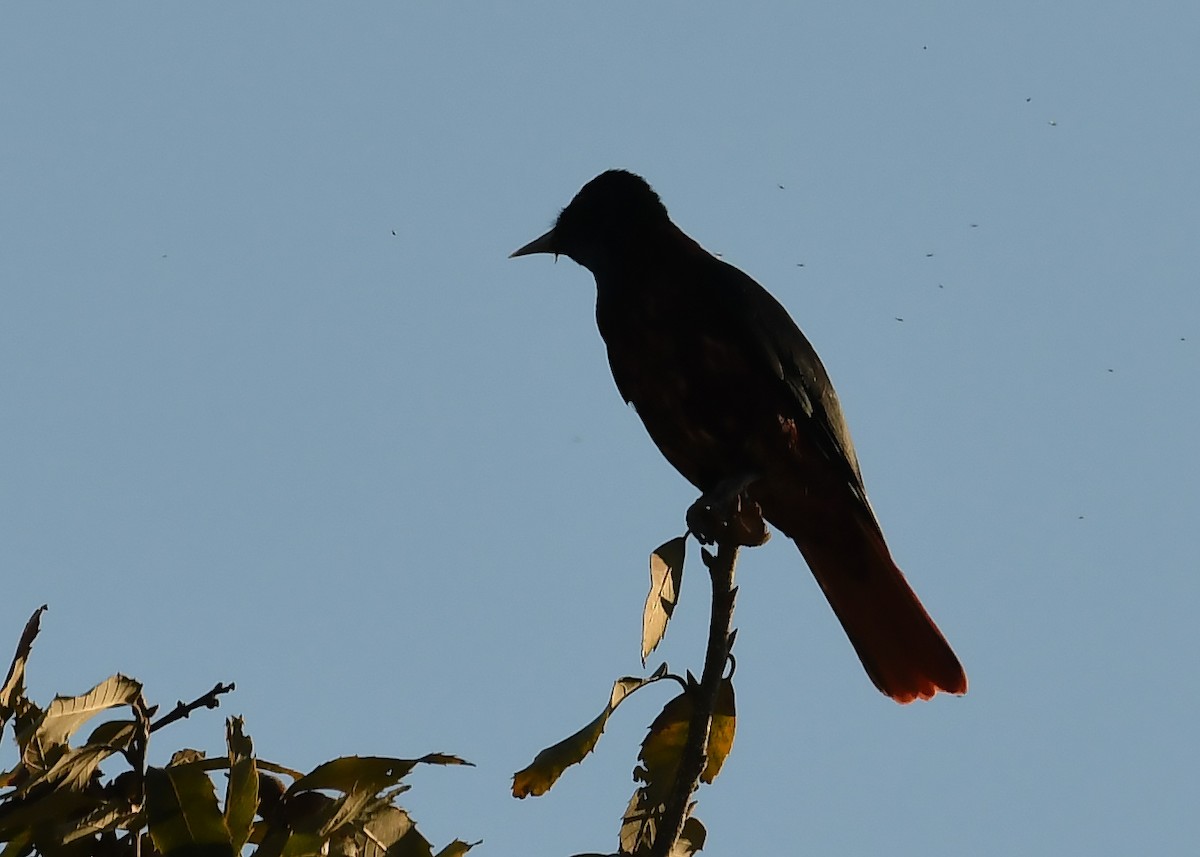 Maroon Oriole - ML536082391