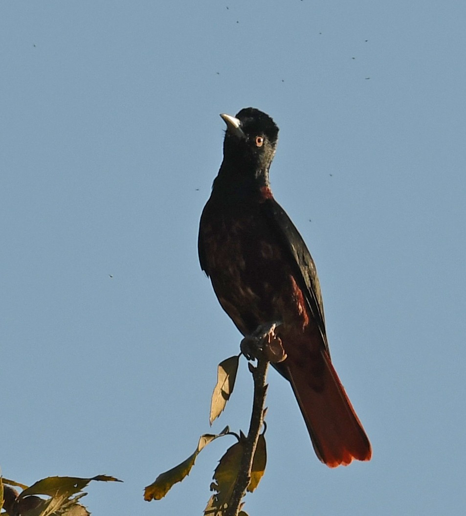 Maroon Oriole - ML536082401