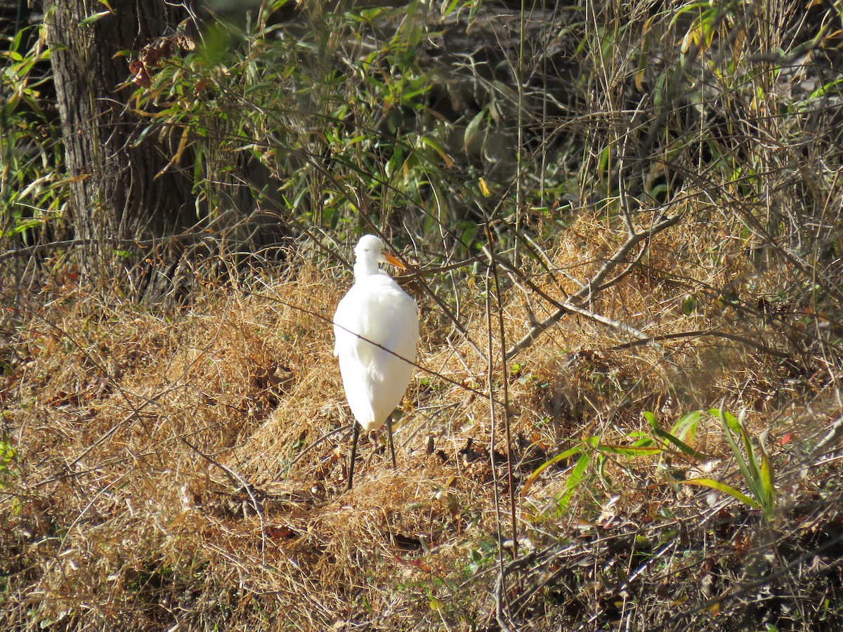 Great Egret - ML536083831