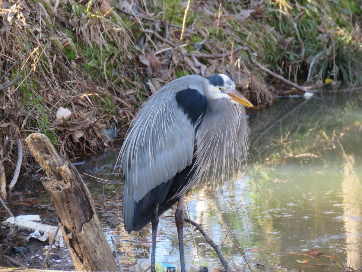 Great Blue Heron - ML536083981