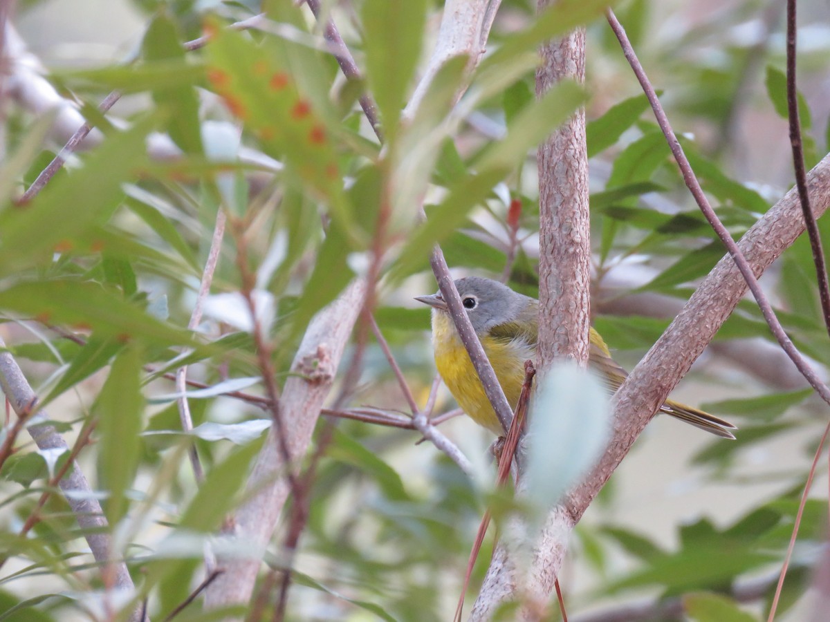Nashville Warbler - ML536084951