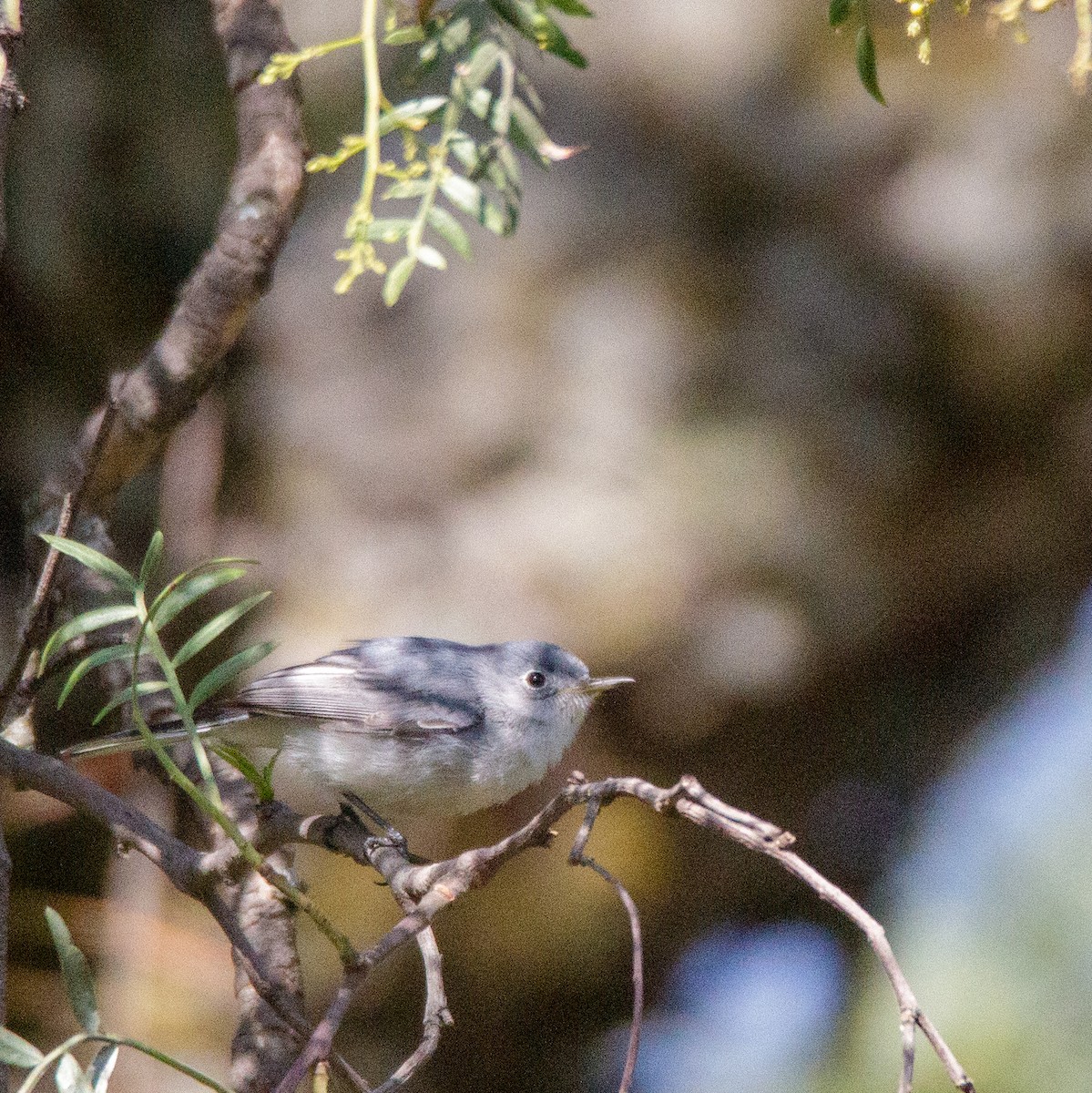 Blue-gray Gnatcatcher - Juan Gallegos Rojas