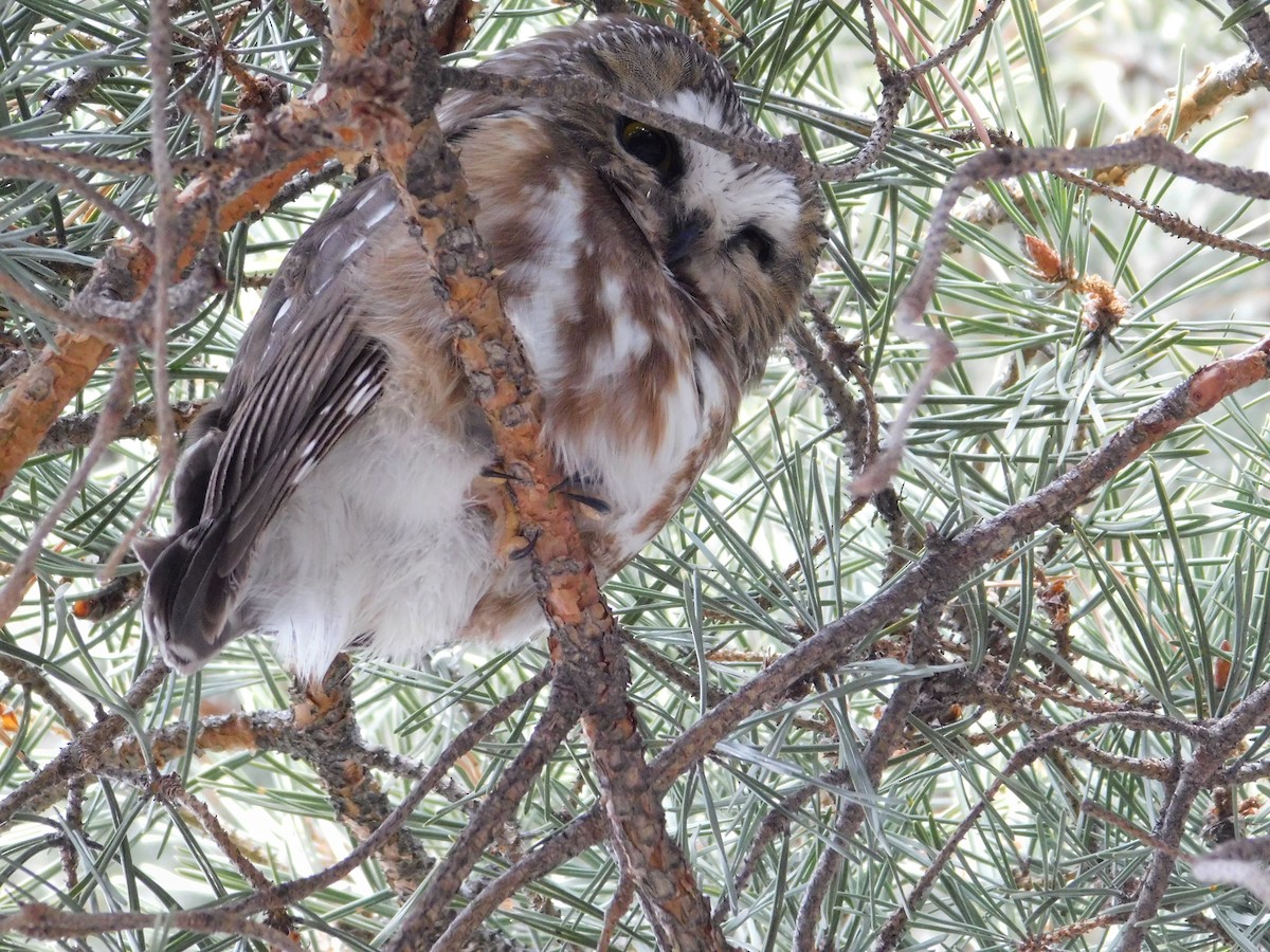Northern Saw-whet Owl - ML536085931