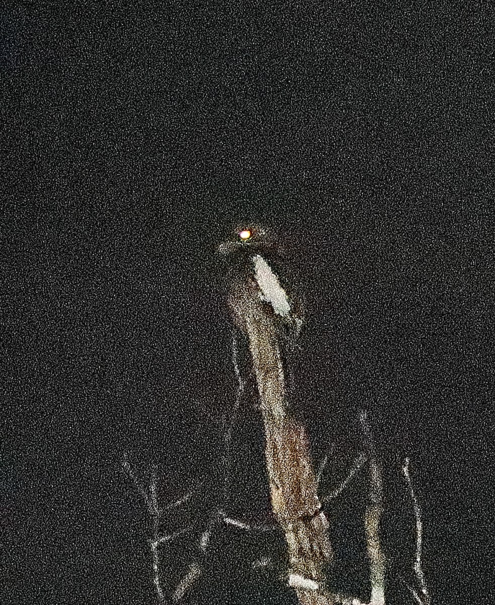 White-winged Potoo - ML536086831