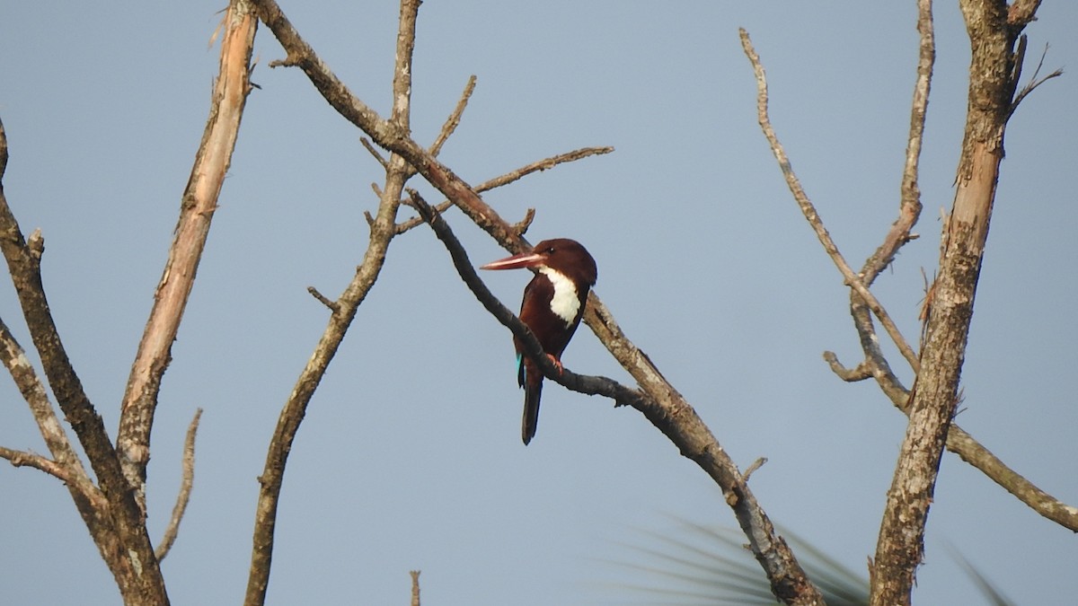 White-throated Kingfisher - ML536087151