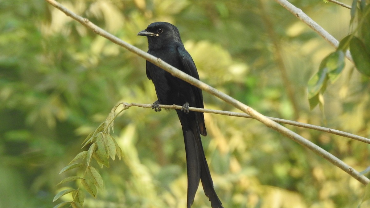 Black Drongo - ML536087861