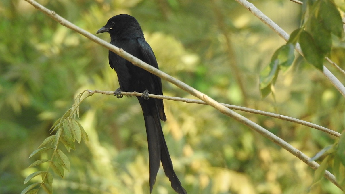 Black Drongo - ML536087871