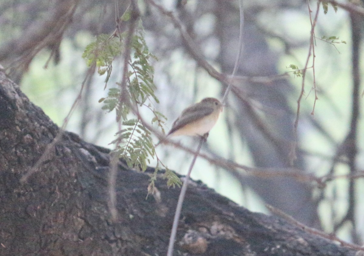 Kashmir Flycatcher - ML536088021