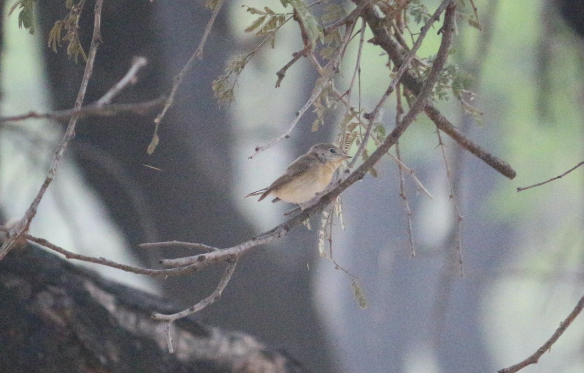 Kashmir Flycatcher - ML536088031