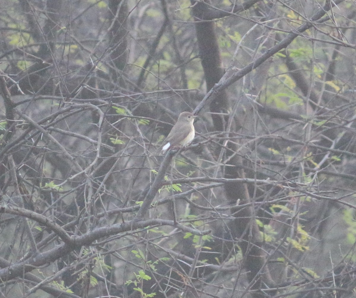 Kashmir Flycatcher - ML536088041