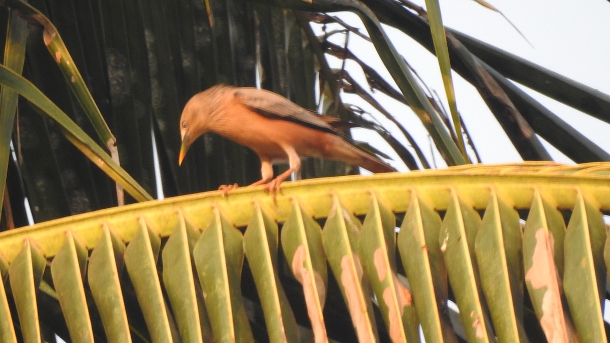 Chestnut-tailed Starling - ML536088151