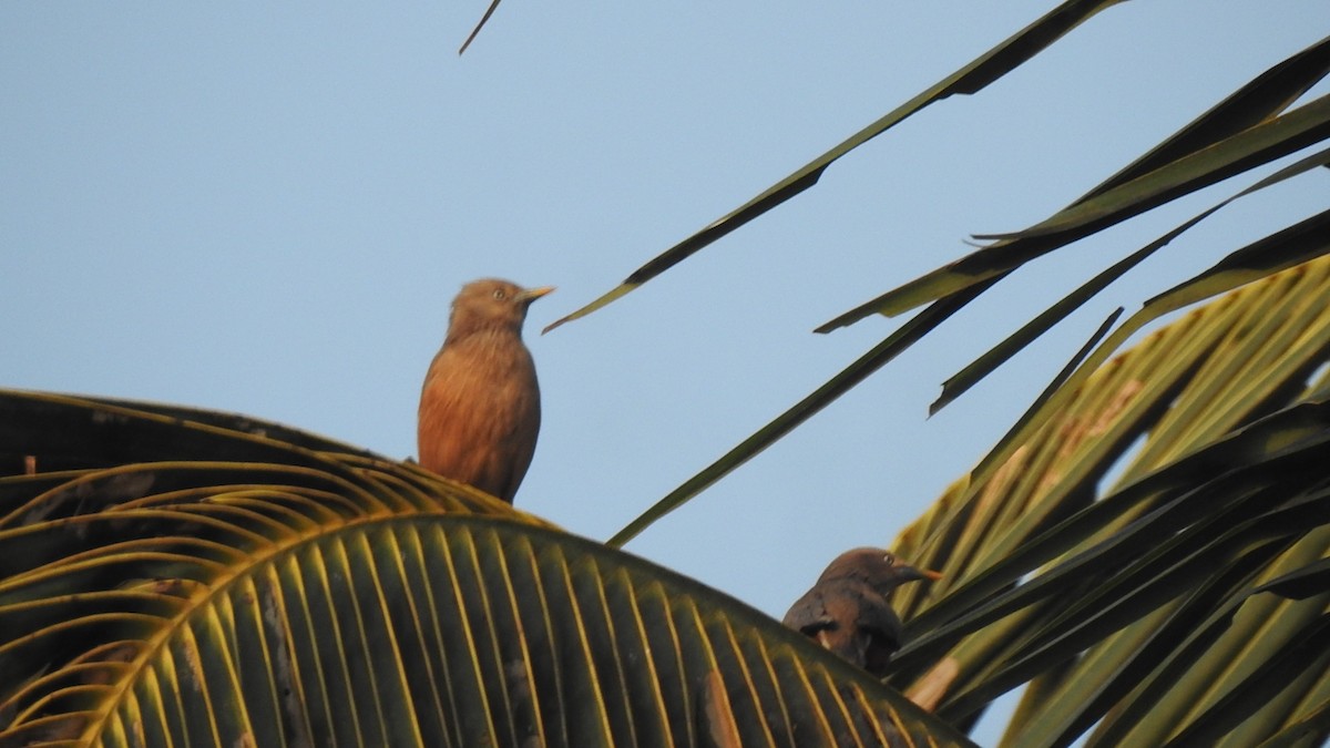 Chestnut-tailed Starling - ML536088161