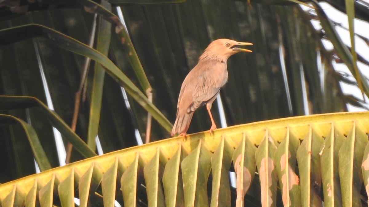 Chestnut-tailed Starling - ML536088171