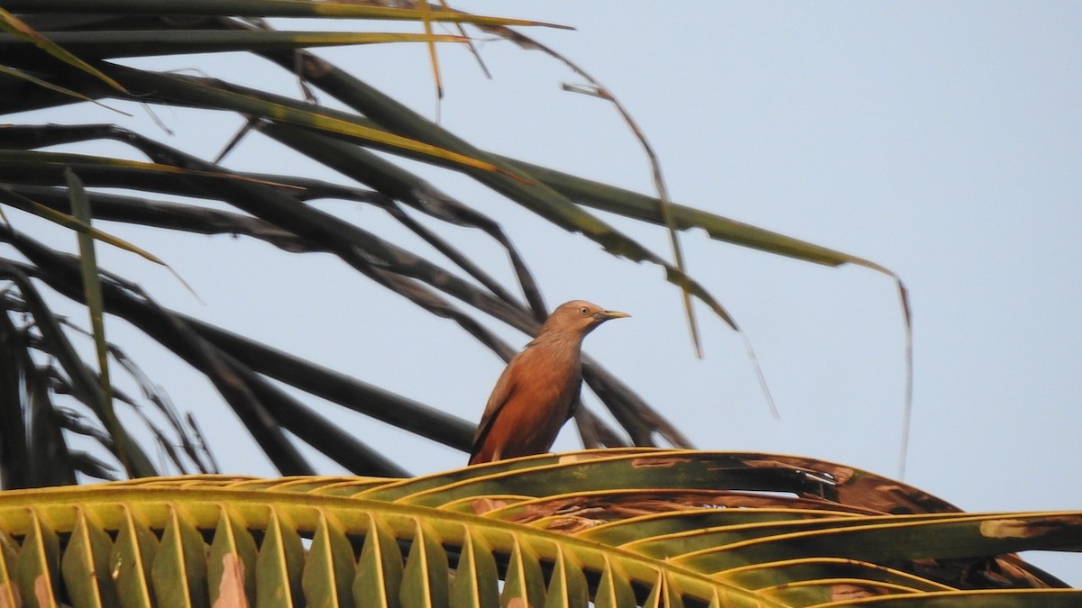 Chestnut-tailed Starling - ML536088181