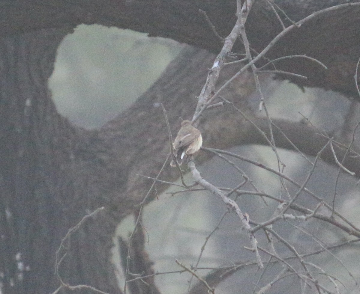 Kashmir Flycatcher - Anonymous