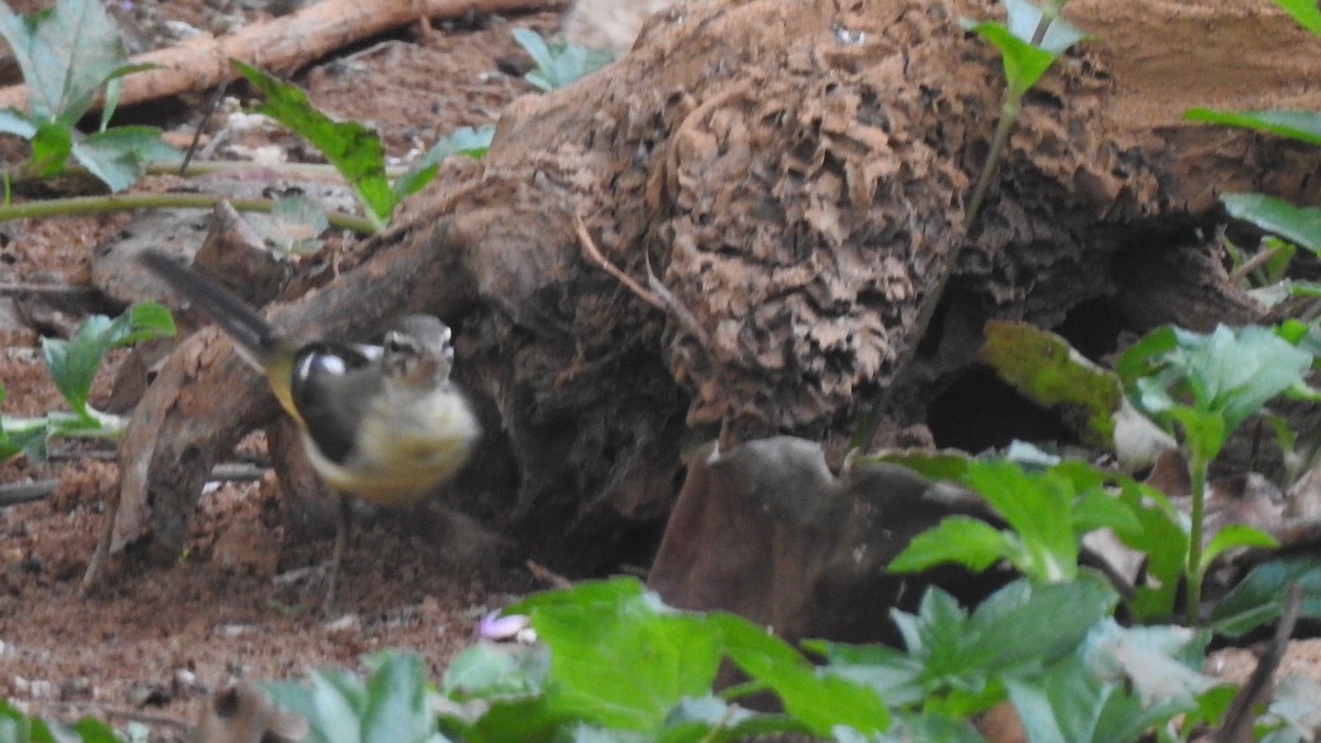 Gray Wagtail - ML536089381