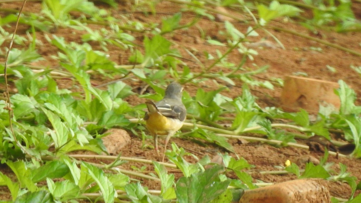 Gray Wagtail - ML536089391