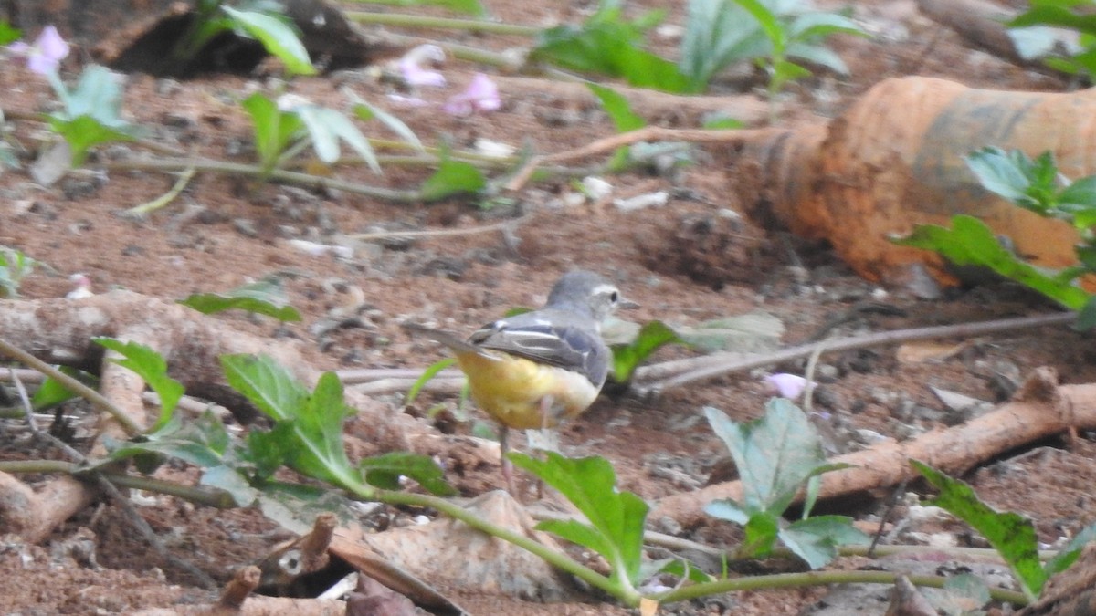Gray Wagtail - ML536089401