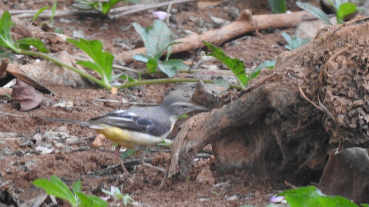 Gray Wagtail - ML536089411