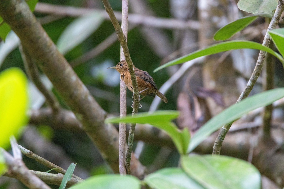 House Wren (Dominica) - Charlie Bostwick