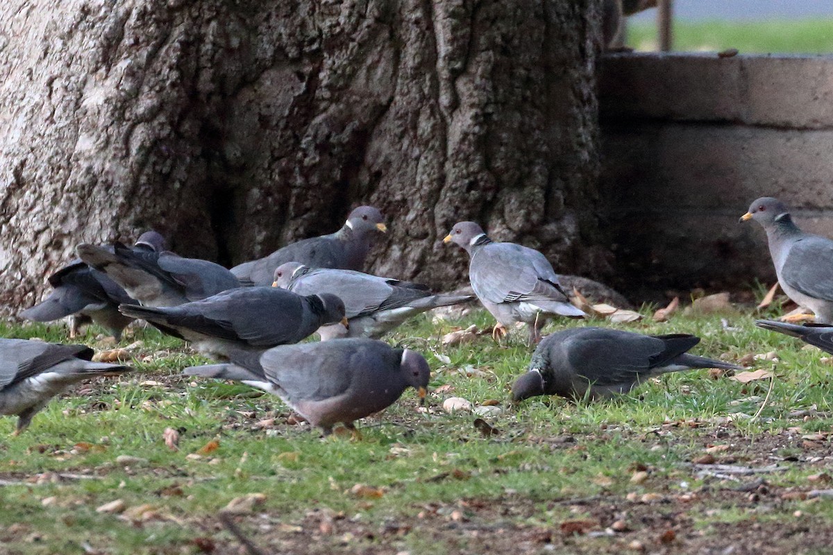 Band-tailed Pigeon - ML536092071