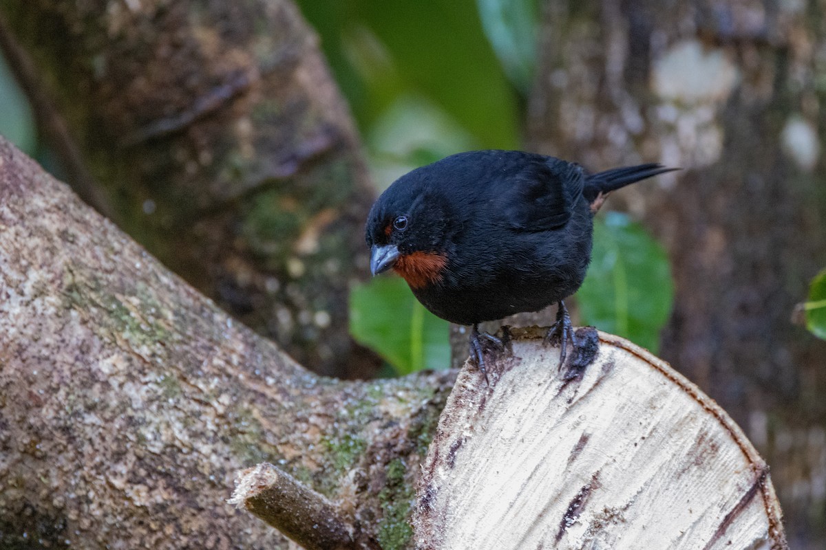 Lesser Antillean Bullfinch - ML536092711