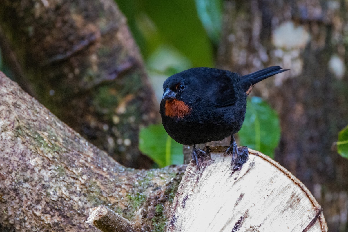 Lesser Antillean Bullfinch - ML536092721