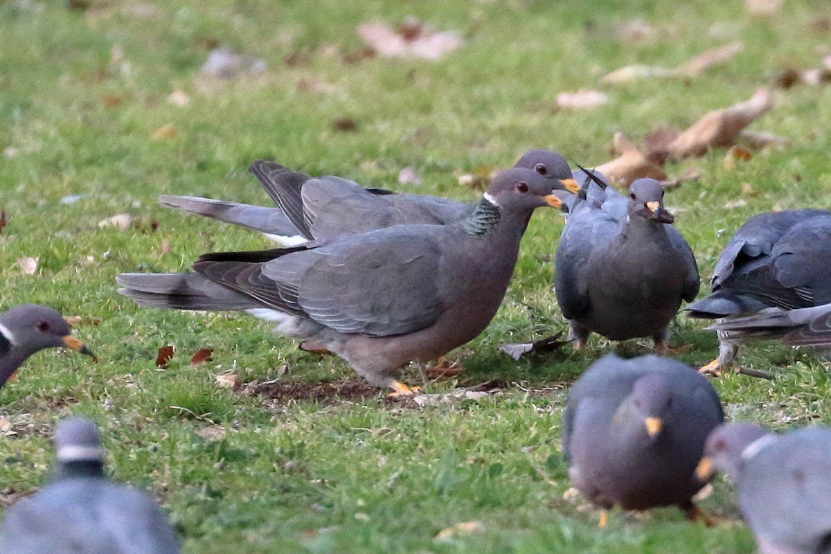 Band-tailed Pigeon - ML536093351