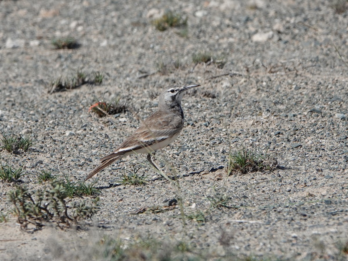 Greater Hoopoe-Lark - ML536093701