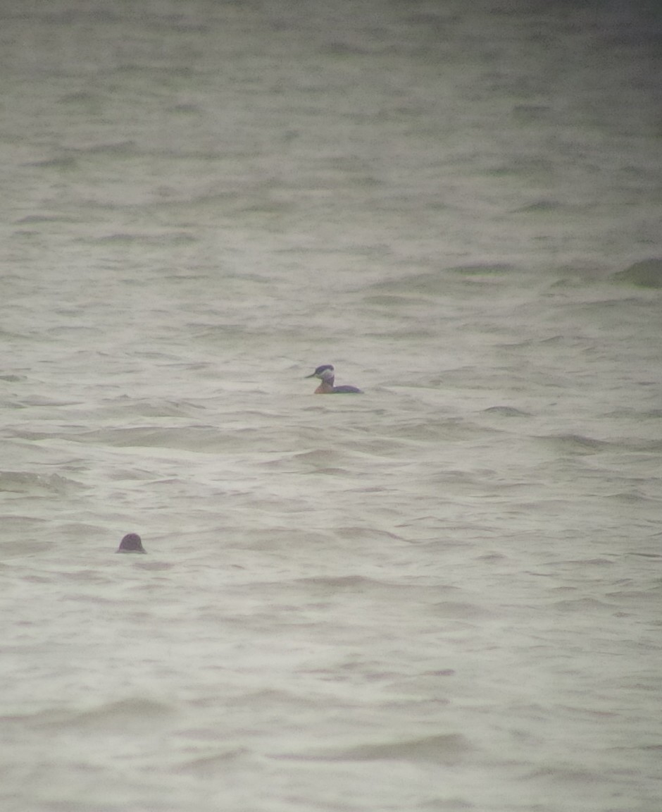 Red-necked Grebe - ML53609371