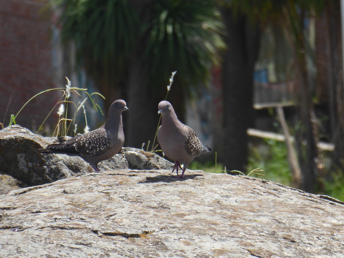 Pigeon tigré (maculosa) - ML536096341