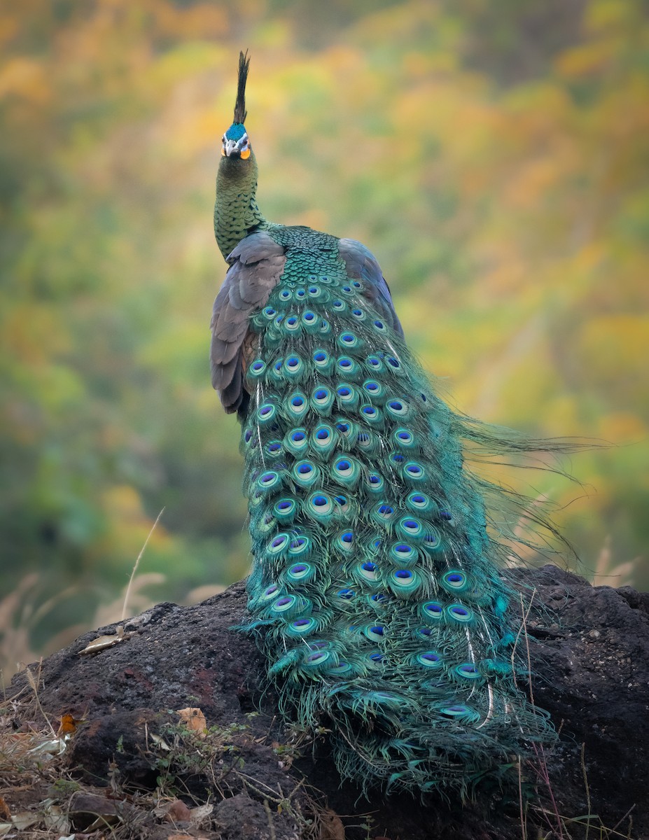 Green Peafowl - ML536096571