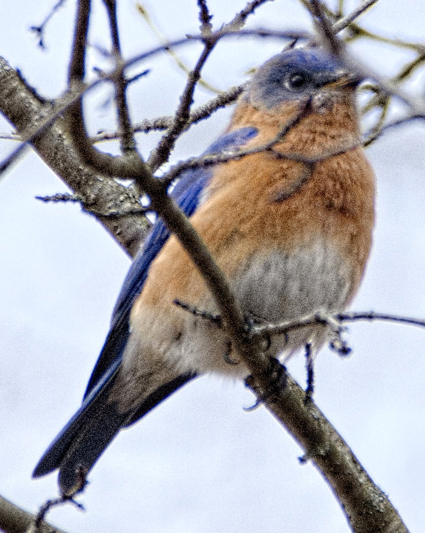 Eastern Bluebird - ML536097631