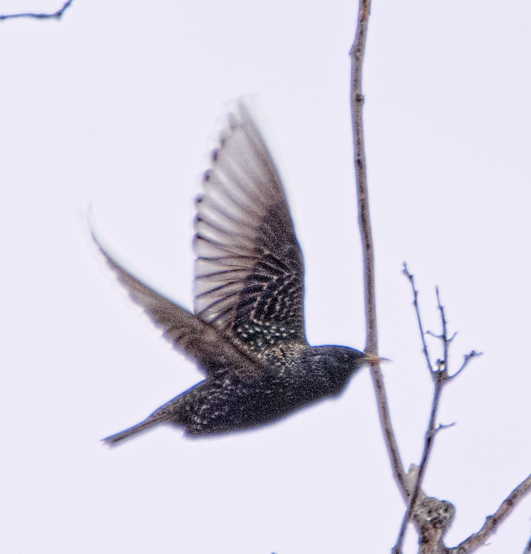 European Starling - ML536097821