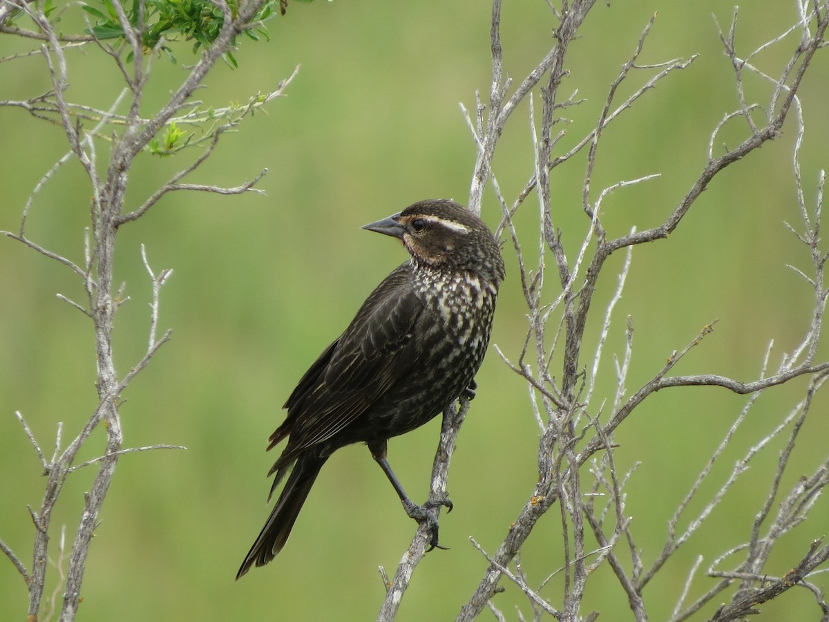 Red-winged Blackbird - Tom Edell