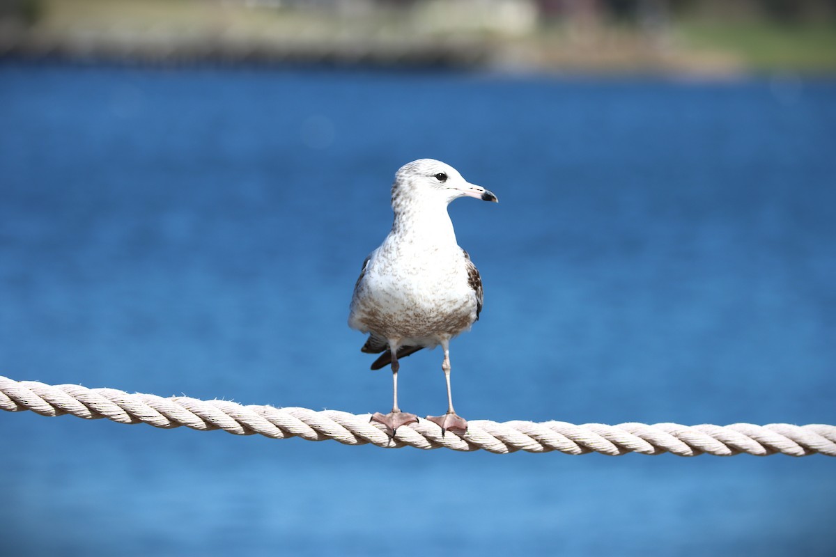 Ring-billed Gull - ML536100031