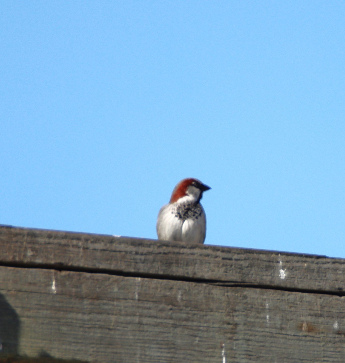 House Sparrow - Ann Anderson