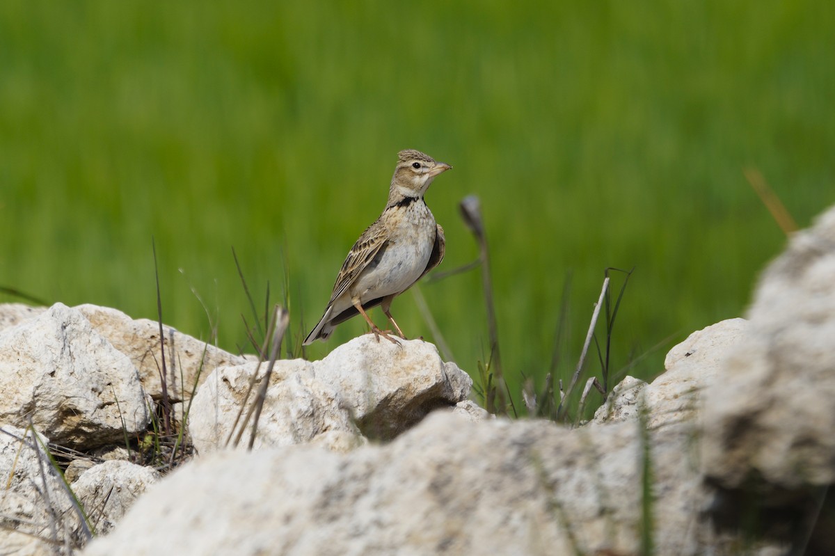 Жайворонок степовий - ML536100401