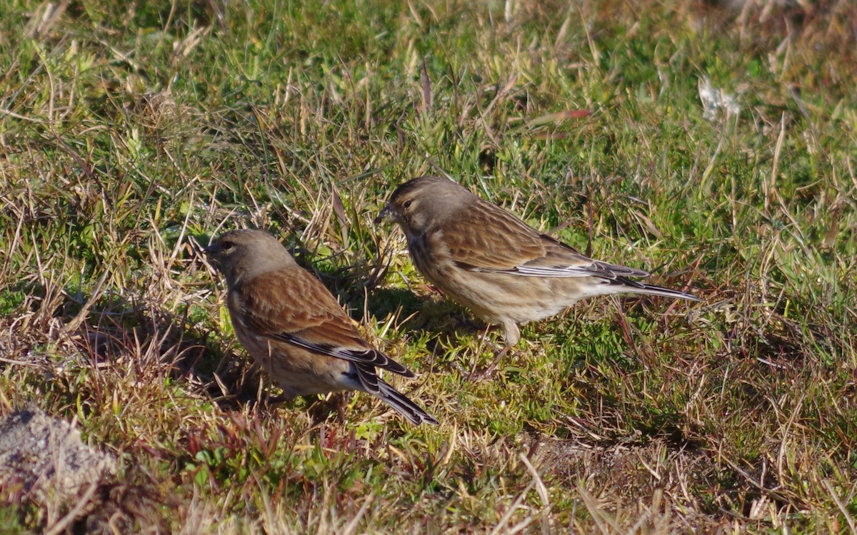 Eurasian Linnet - Alejandro Rodriguez García