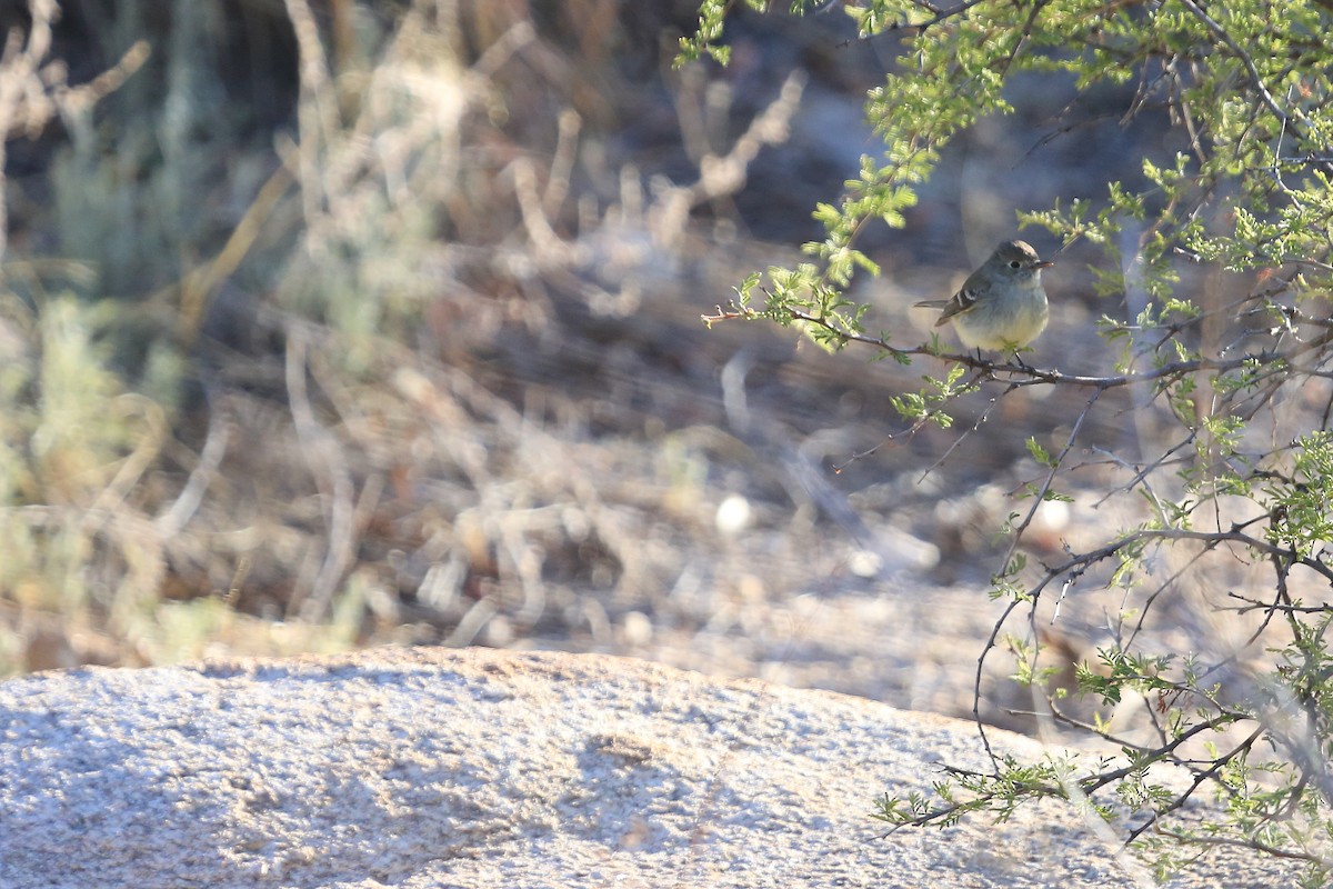 Dusky Flycatcher - ML53610291