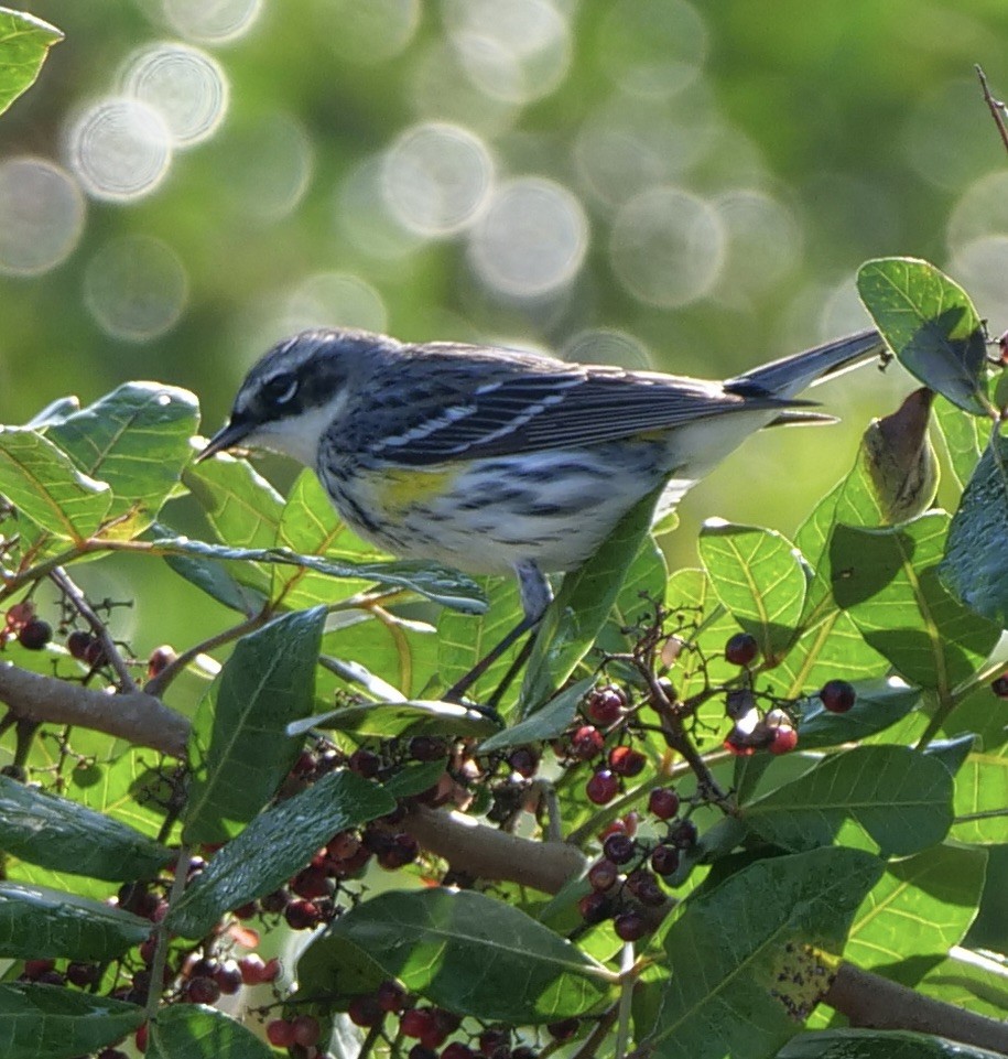 Yellow-rumped Warbler - ML536103511