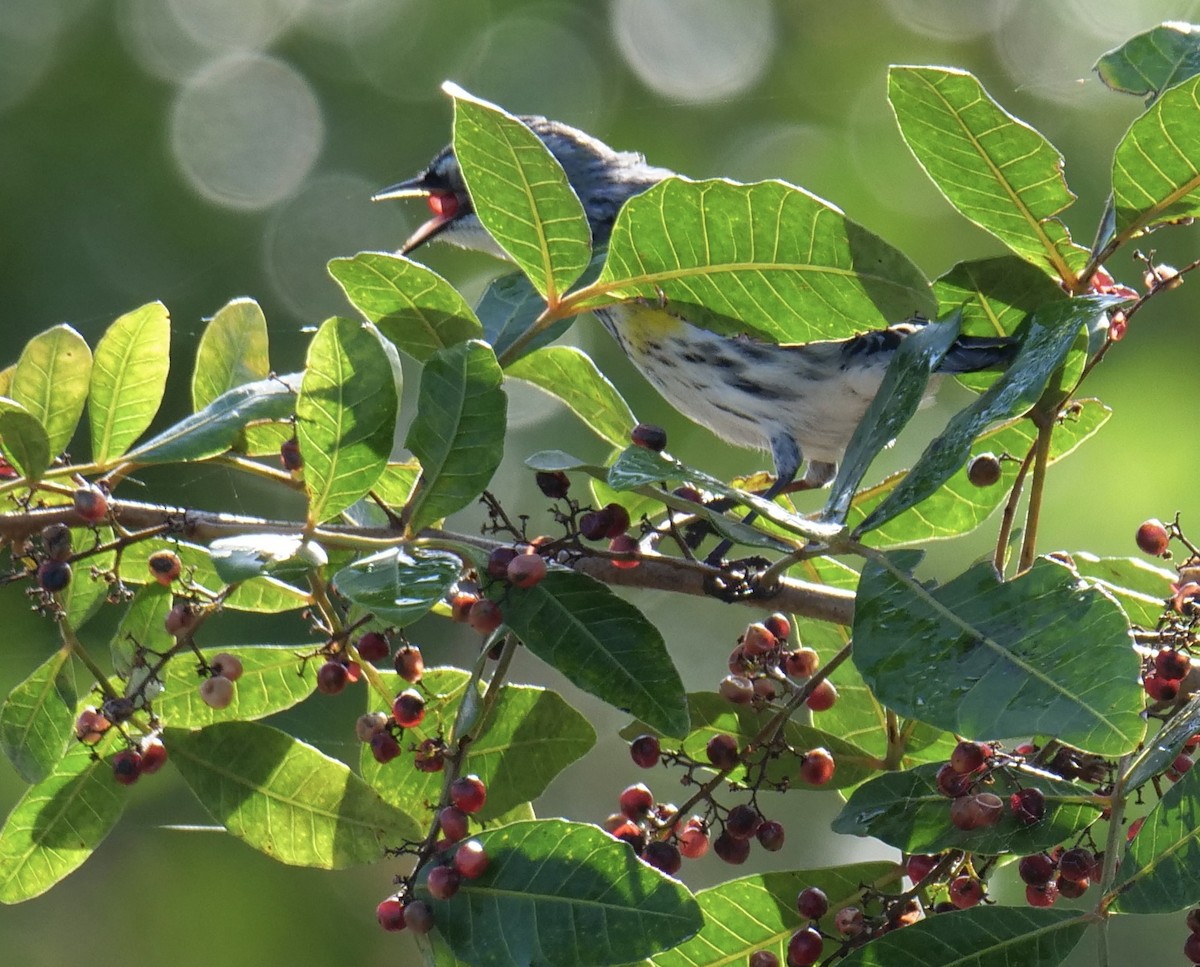 Yellow-rumped Warbler - ML536103521