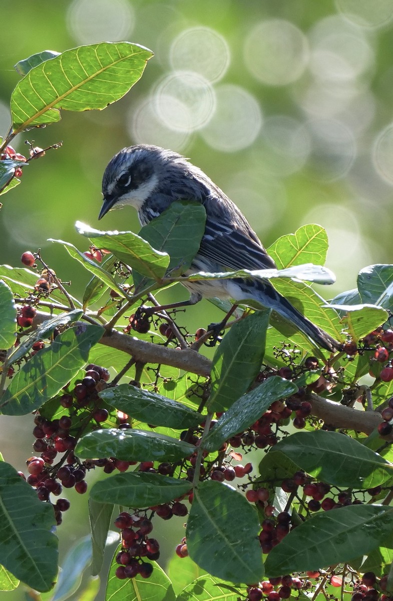 Yellow-rumped Warbler - ML536103541