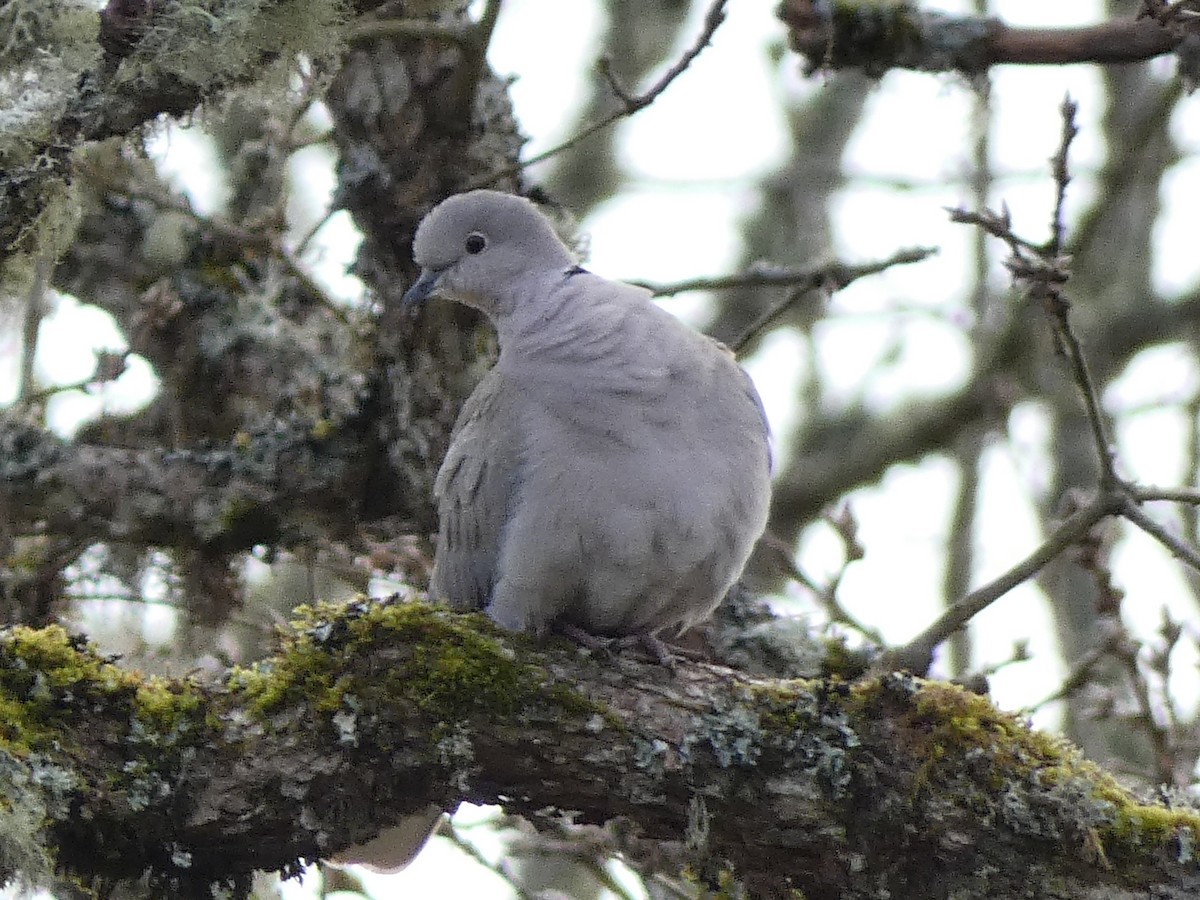 Eurasian Collared-Dove - Jeff Harding