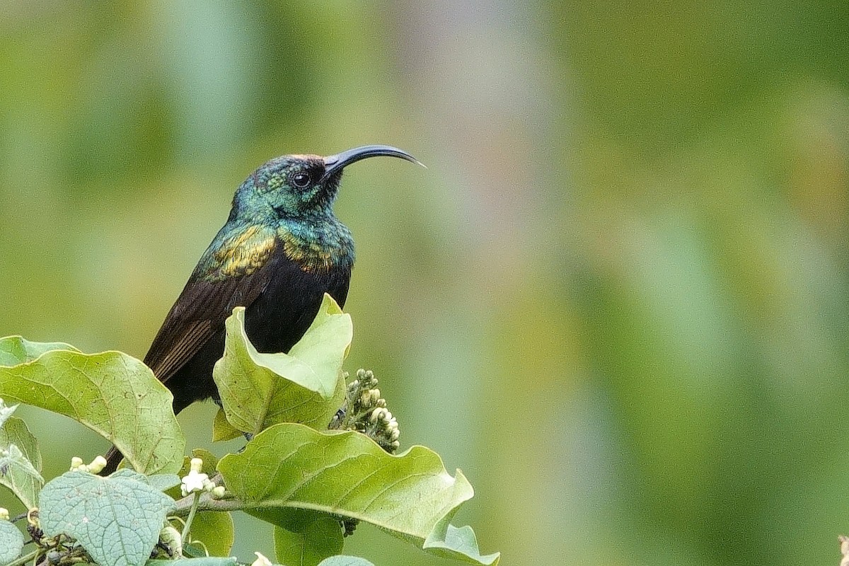 Bronze Sunbird - Ilya Maclean