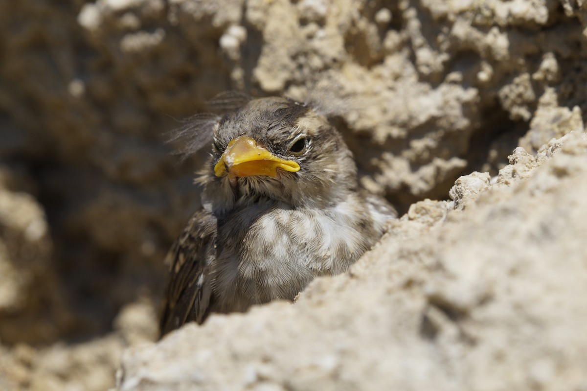 Горобець скельний - ML536106091