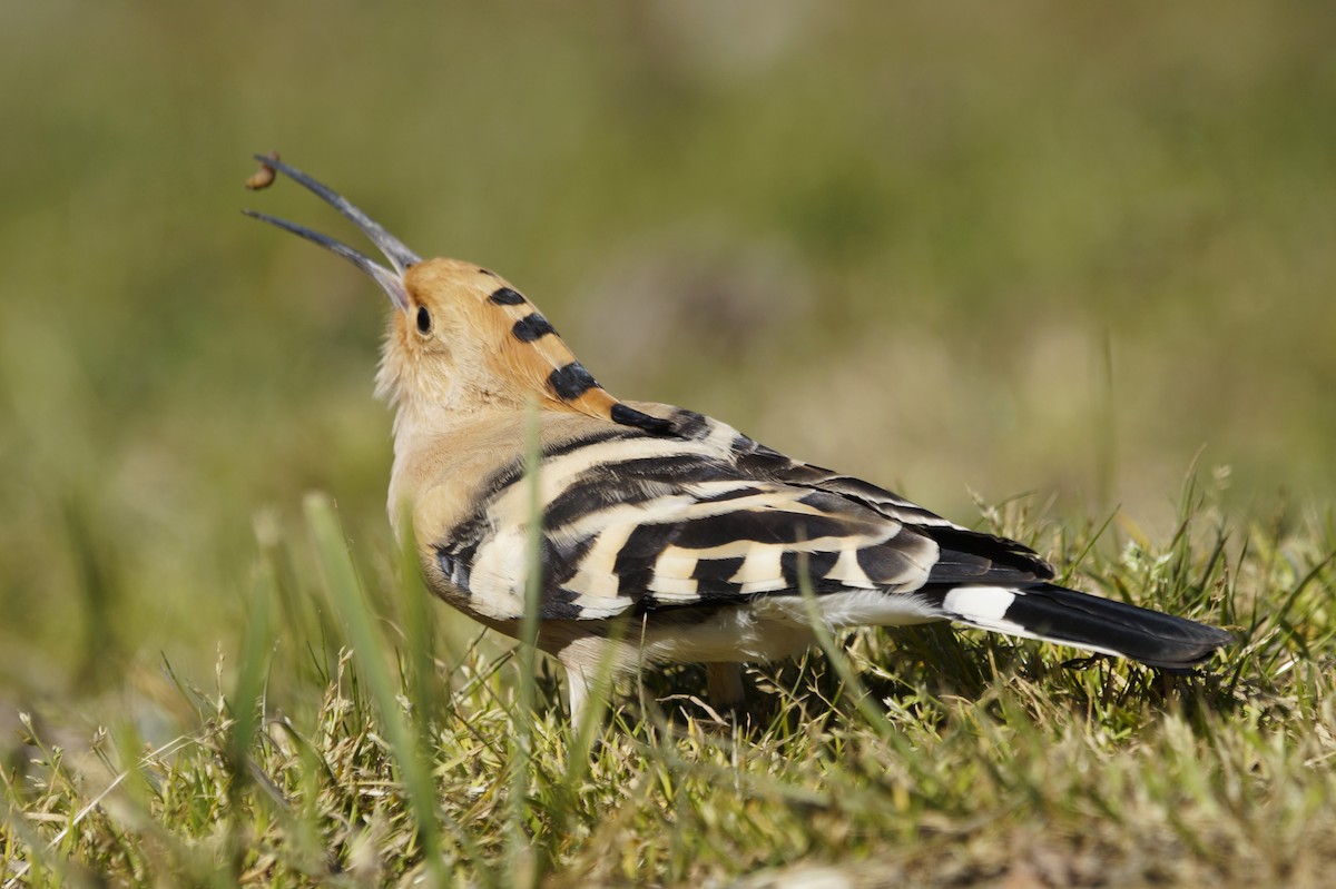 Одуд євразійський - ML536108761