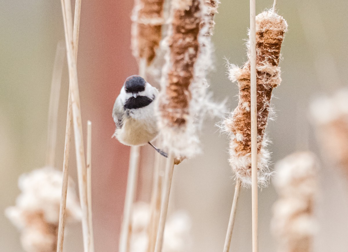 Black-capped Chickadee - ML536110051