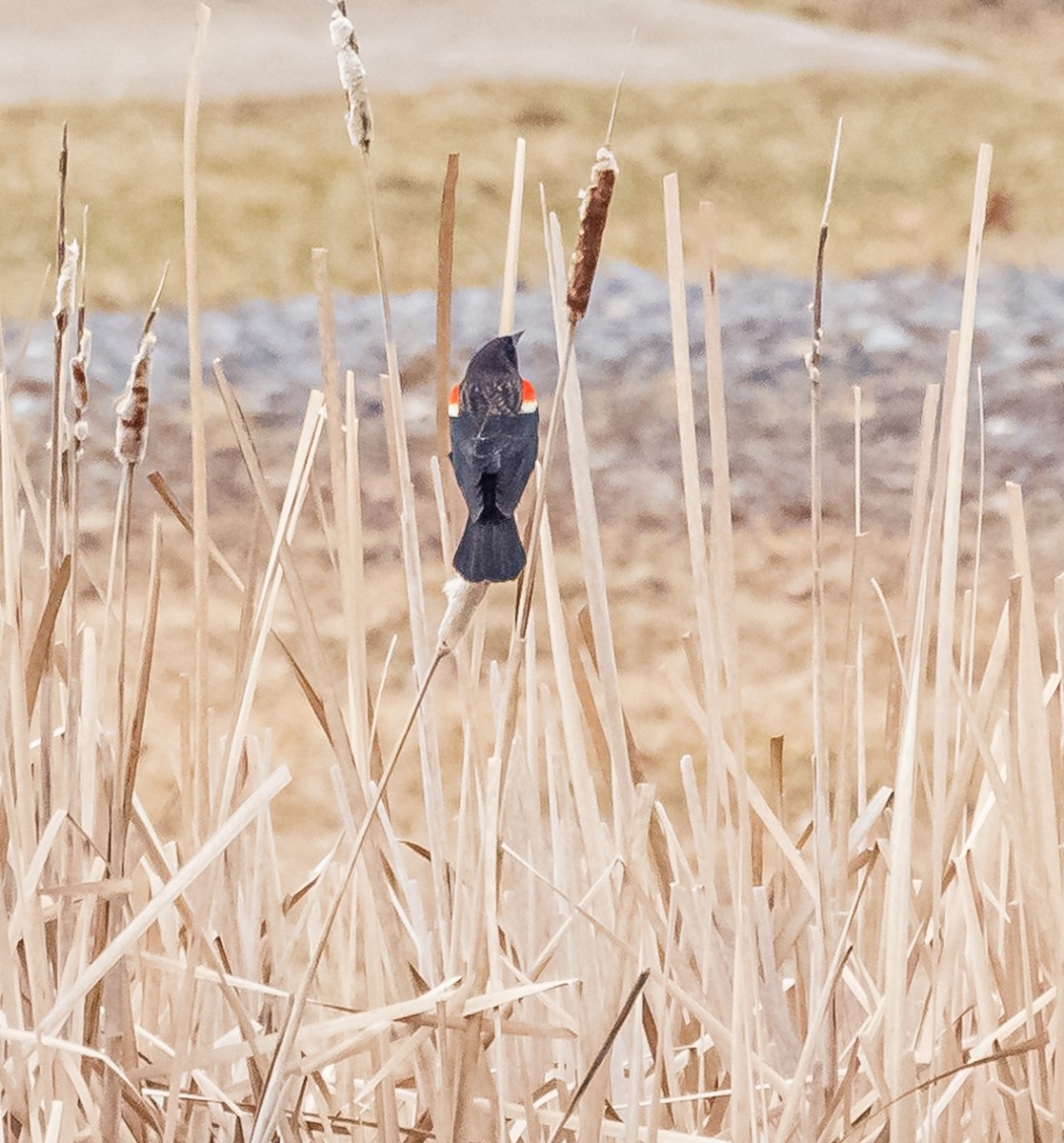 Red-winged Blackbird - ML536110141